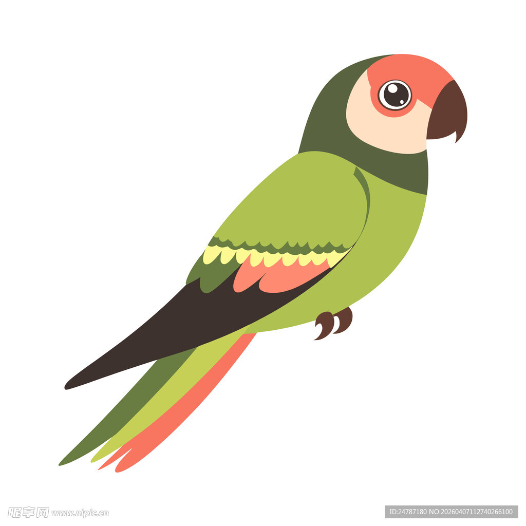 多彩鹦鹉插画