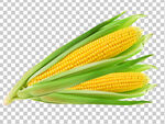 免抠图鲜食玉米