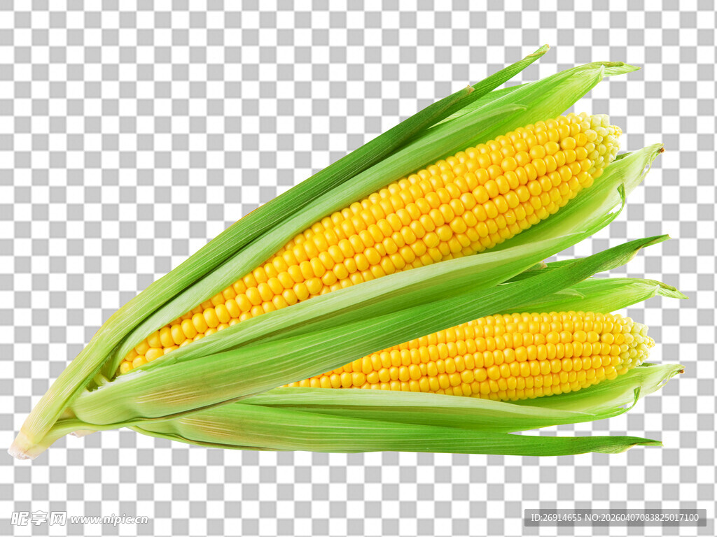 免抠图鲜食玉米