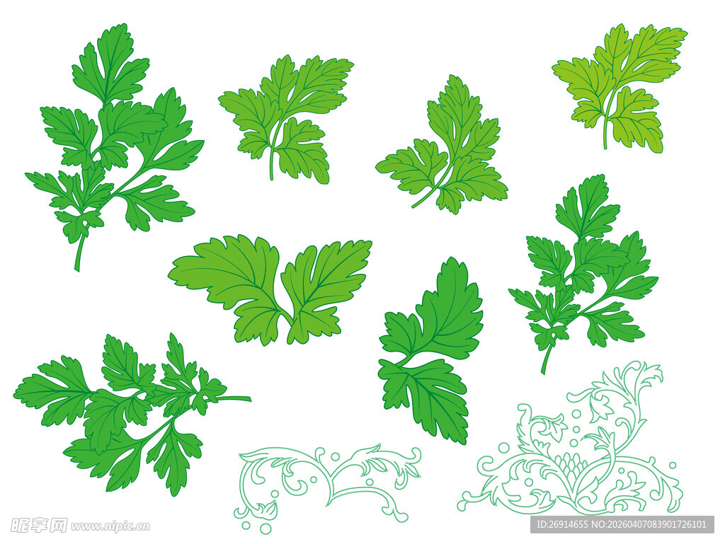 艾草矢量手绘插画线条