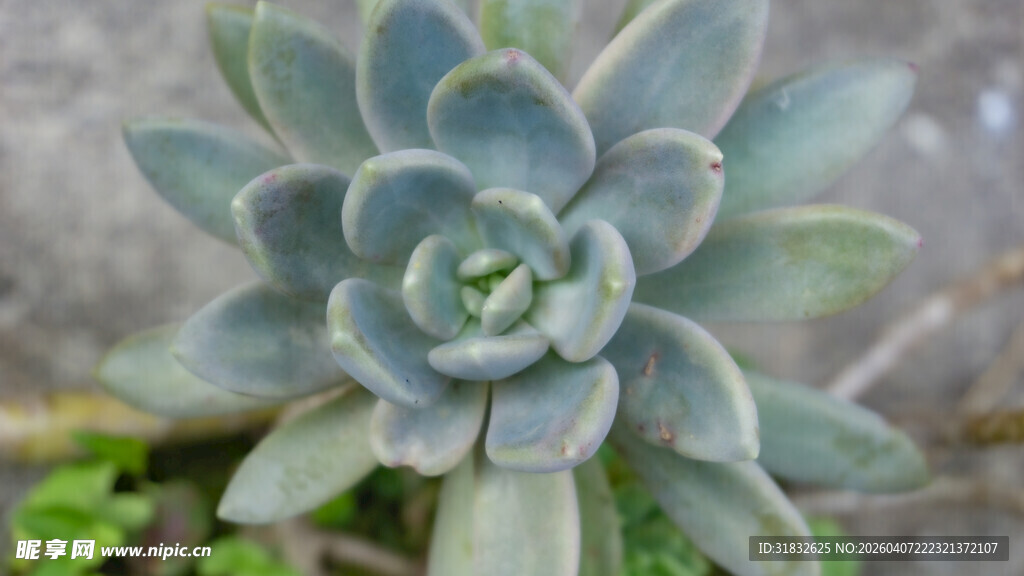 蓝绿色多肉植物特写