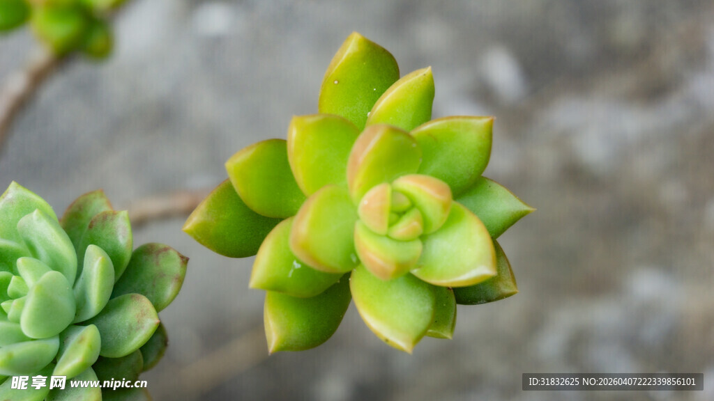 翠绿多肉植物特写