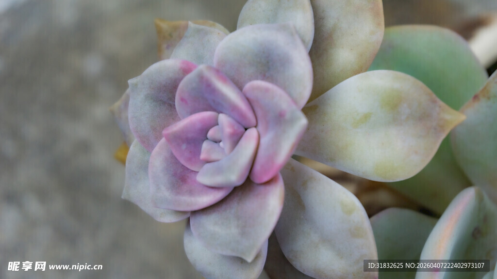 粉紫色多肉植物特写