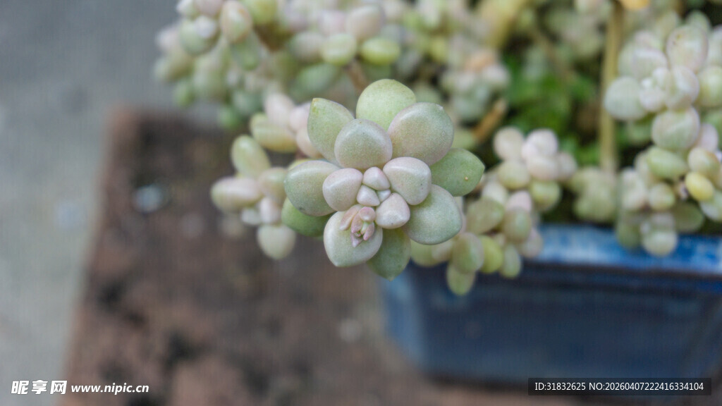 蓝盆中的可爱多肉植物