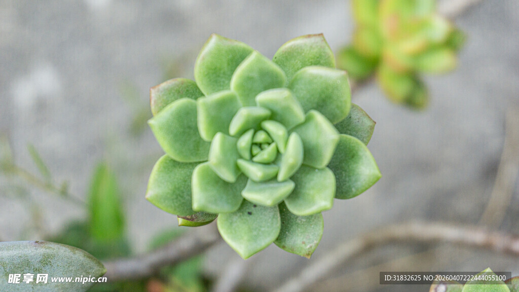 翠绿多肉植物特写