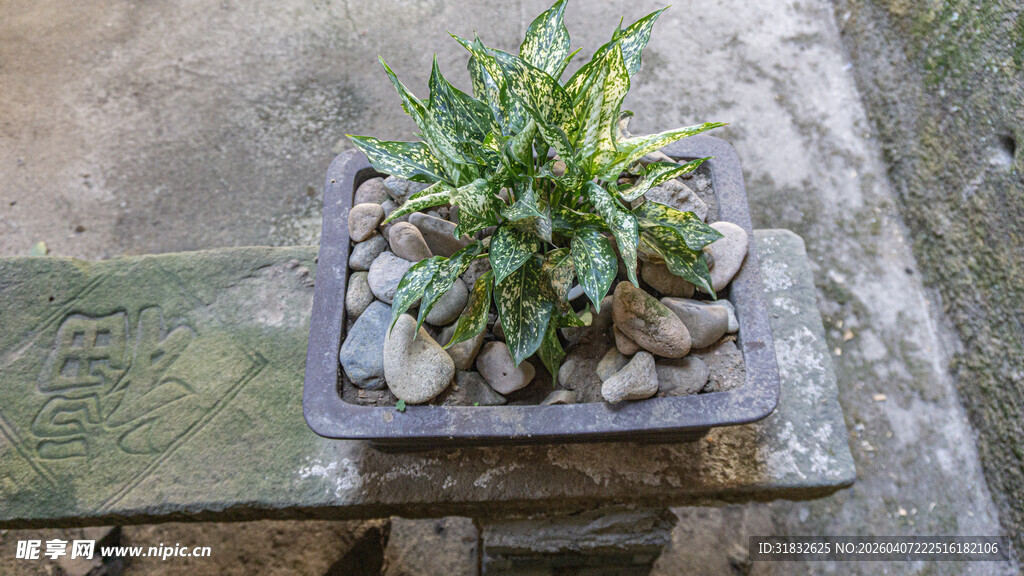 石盆绿植 古朴自然之美