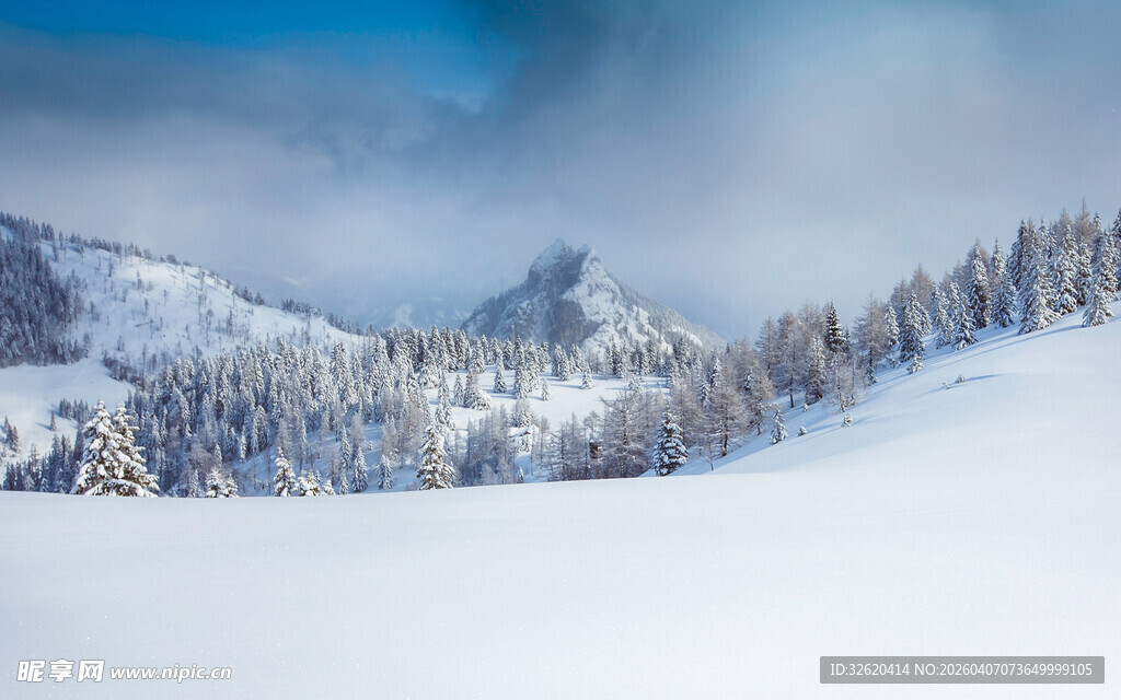 雪山松林美景