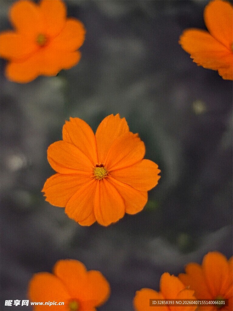 橙色小花绽放