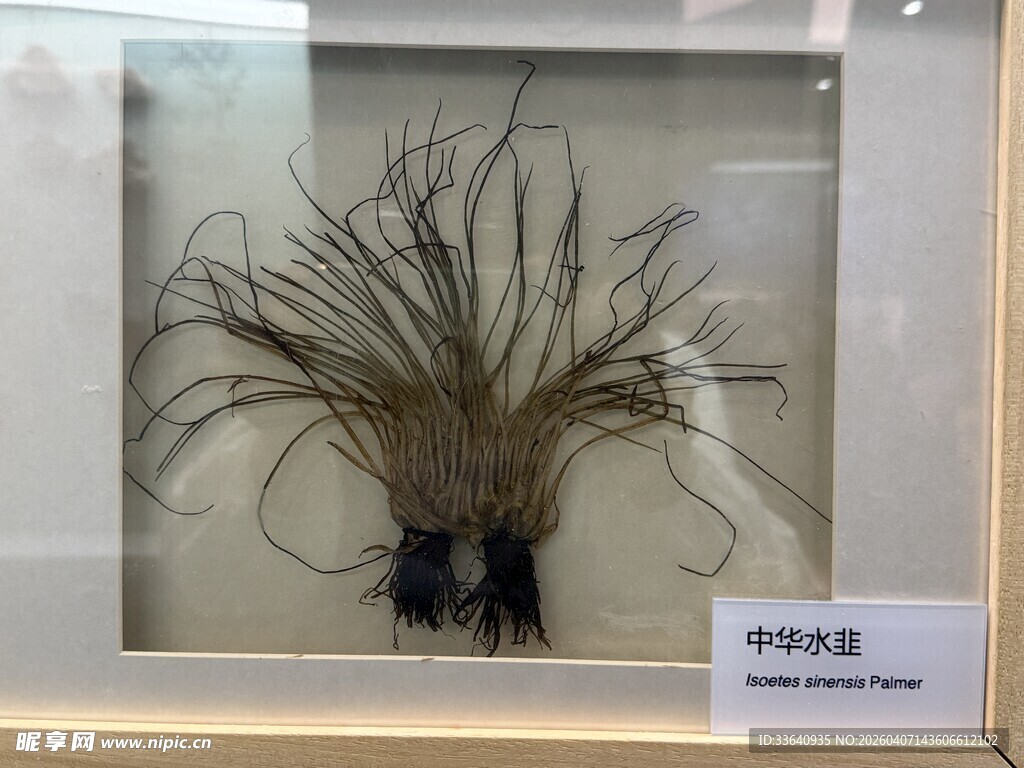 中华水韭 自然博物馆 标本