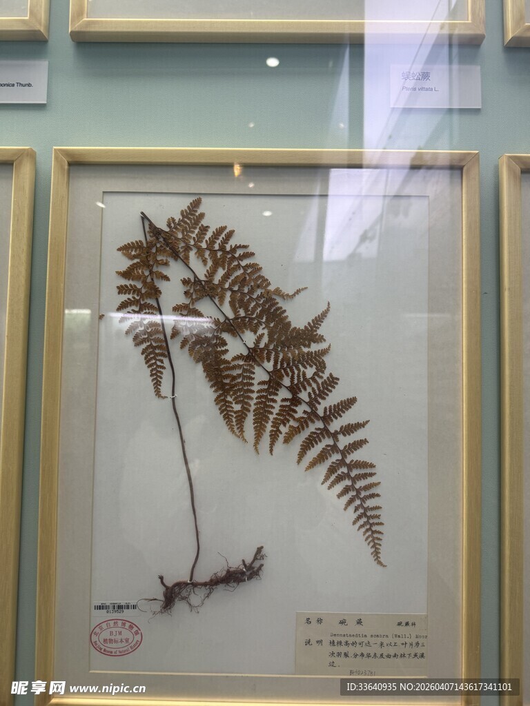 自然博物馆 标本