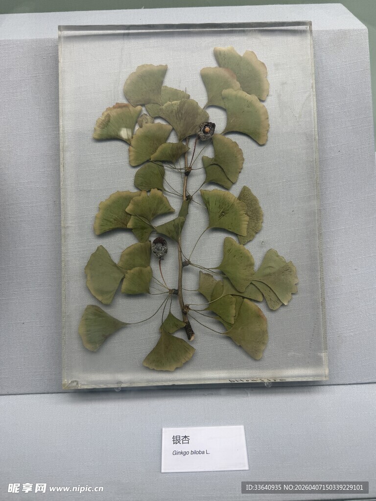 植物标本展示