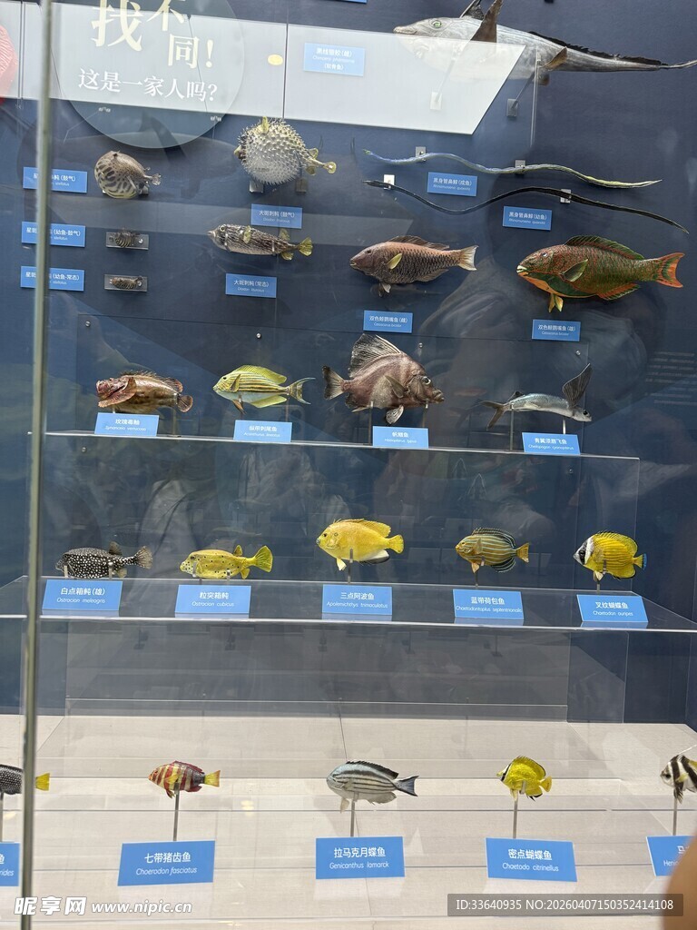 多样鱼类标本展示