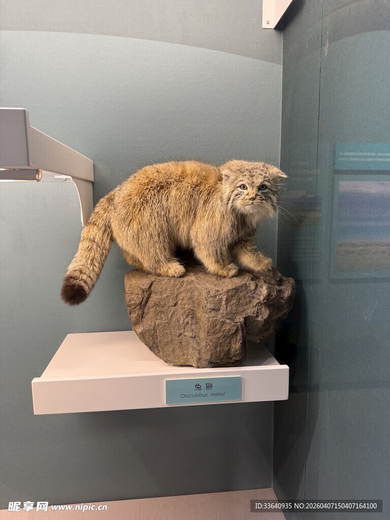 展示架上的猫科动物 兔狲
