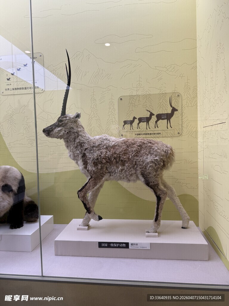 羚羊标本展示于玻璃柜中