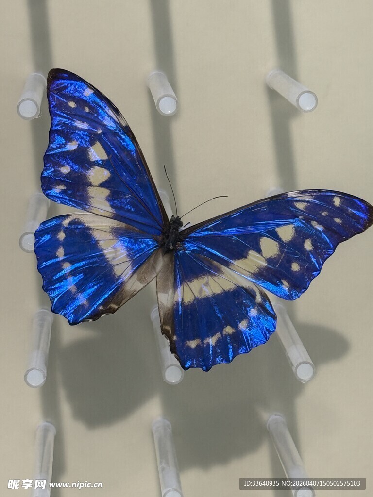 蓝色蝴蝶标本展示