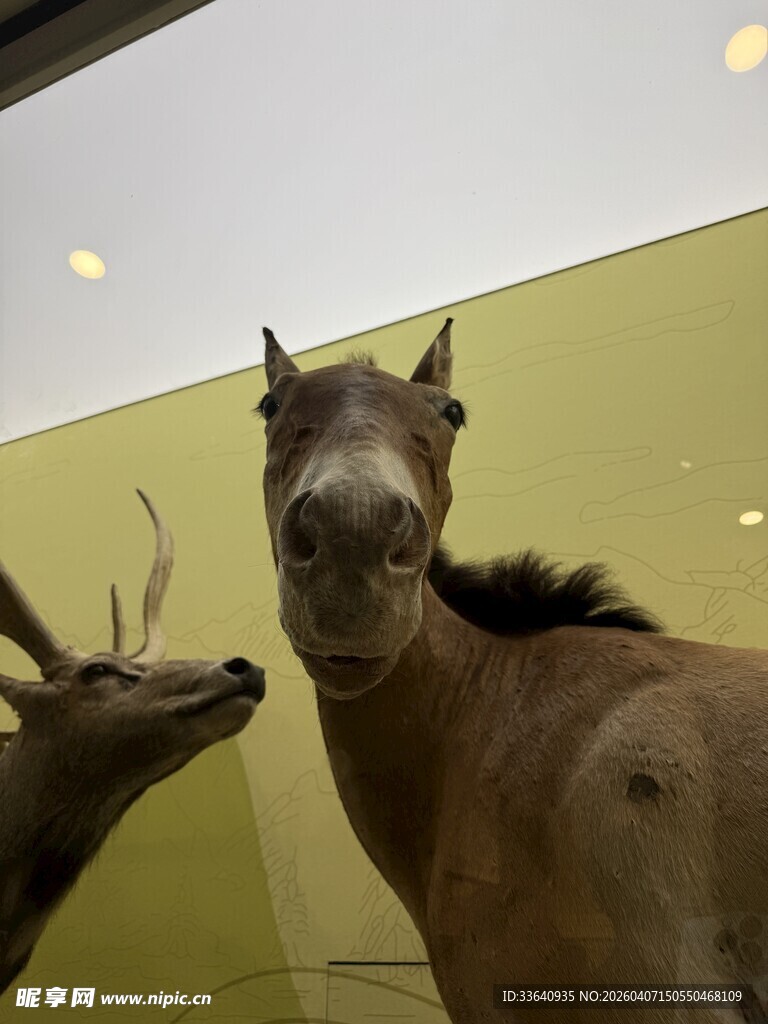 博物馆中的鹿 野马