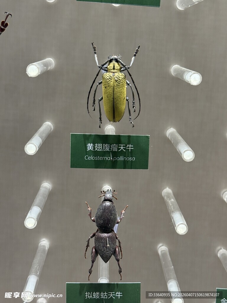 昆虫标本展示 天牛