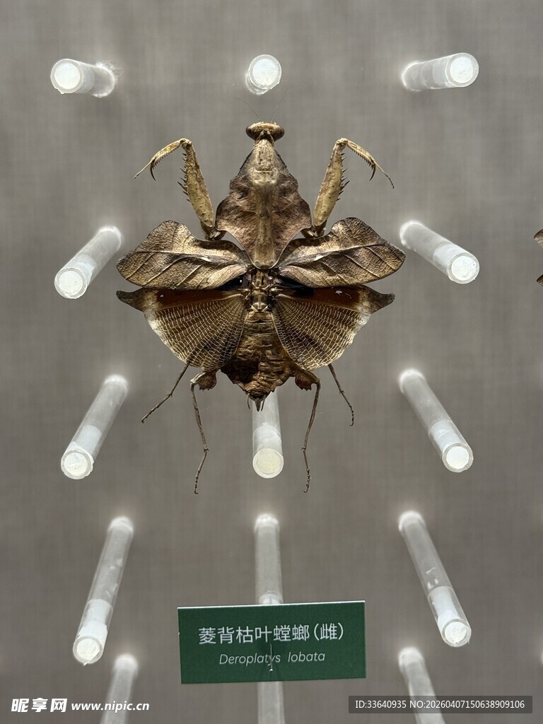 奇特昆虫标本展示
