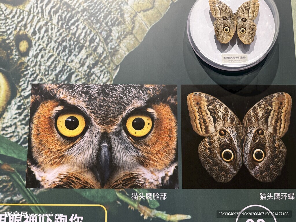 猫头鹰 蝴蝶 标本