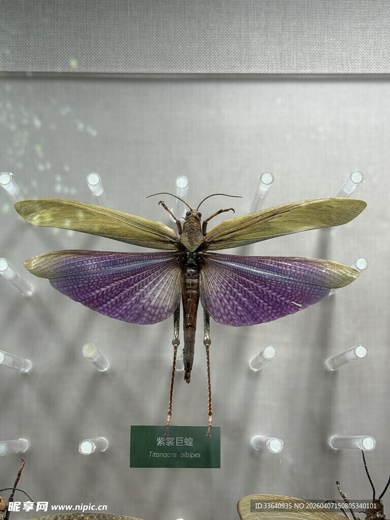 美丽多彩的昆虫标本展示