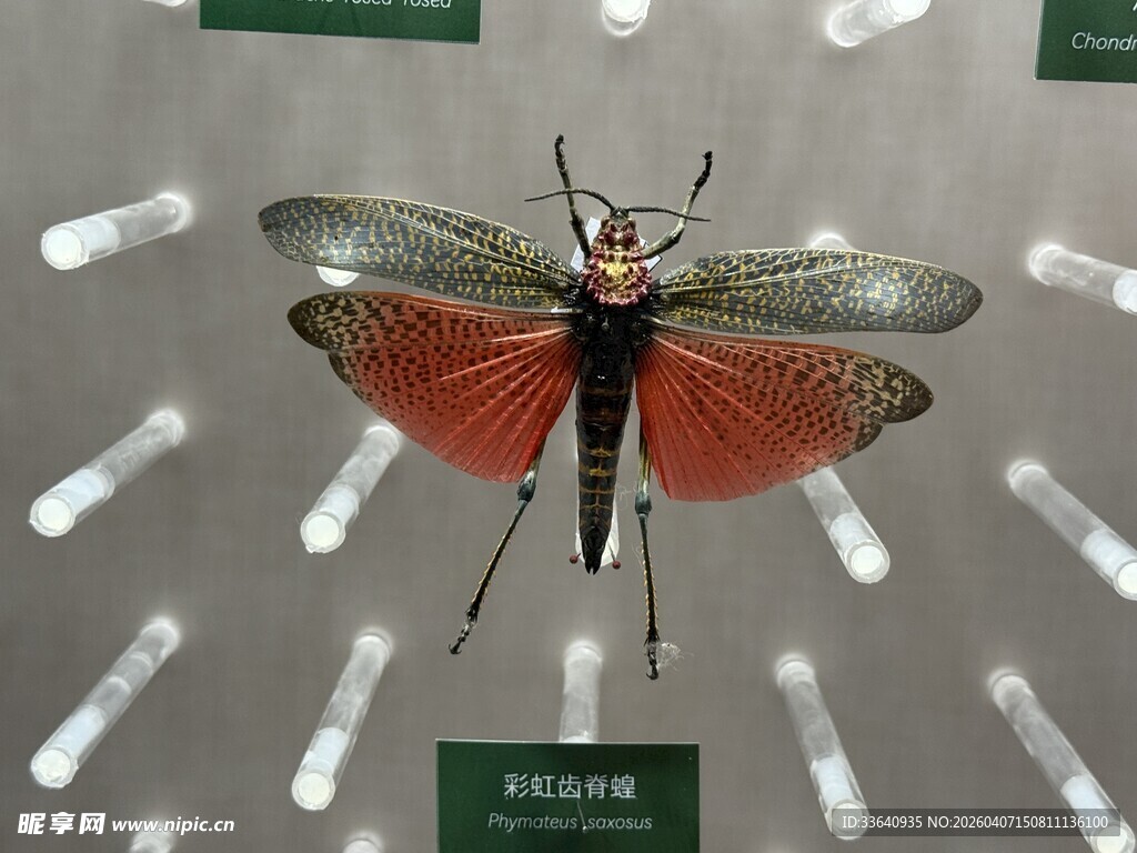 色彩绚丽的昆虫标本展示