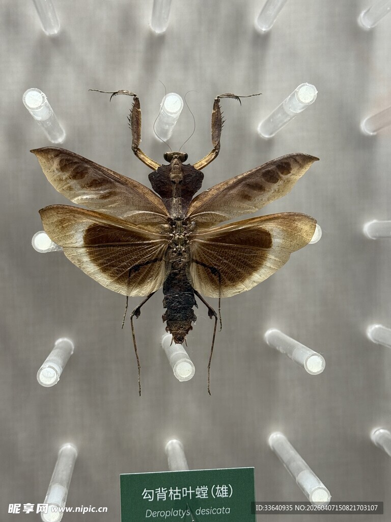 奇特昆虫标本展示