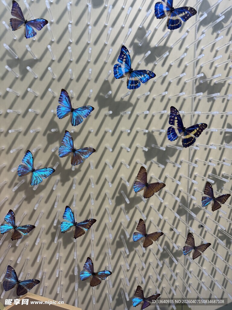 蝴蝶 标本 展示