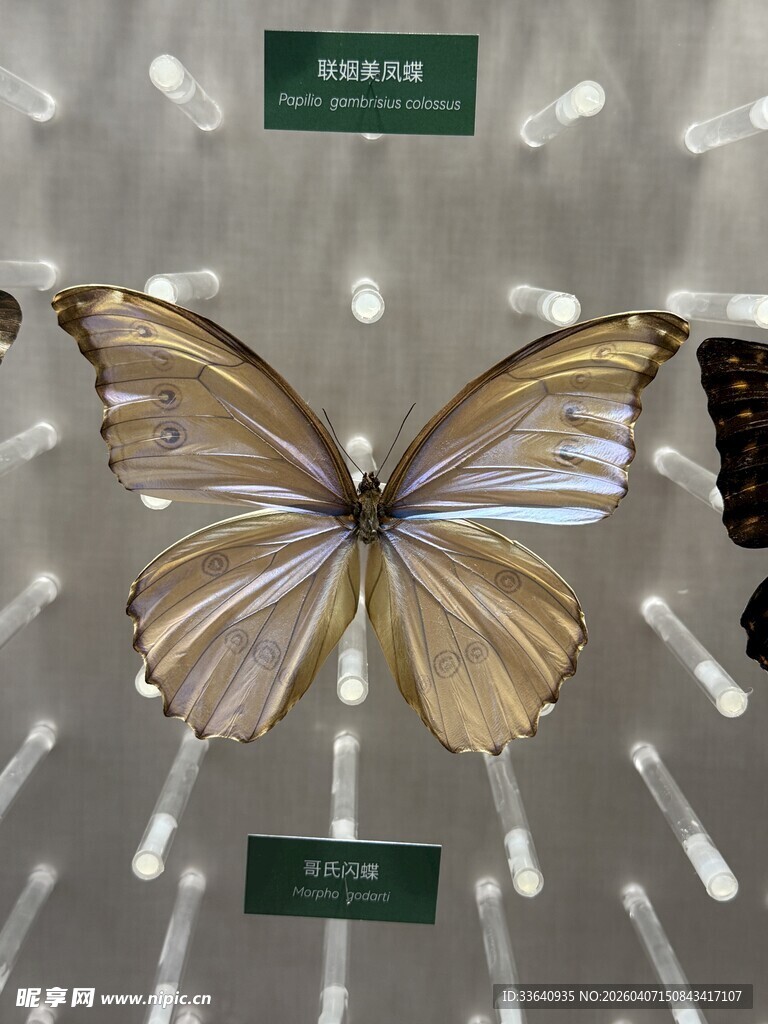 蝴蝶 标本 展示