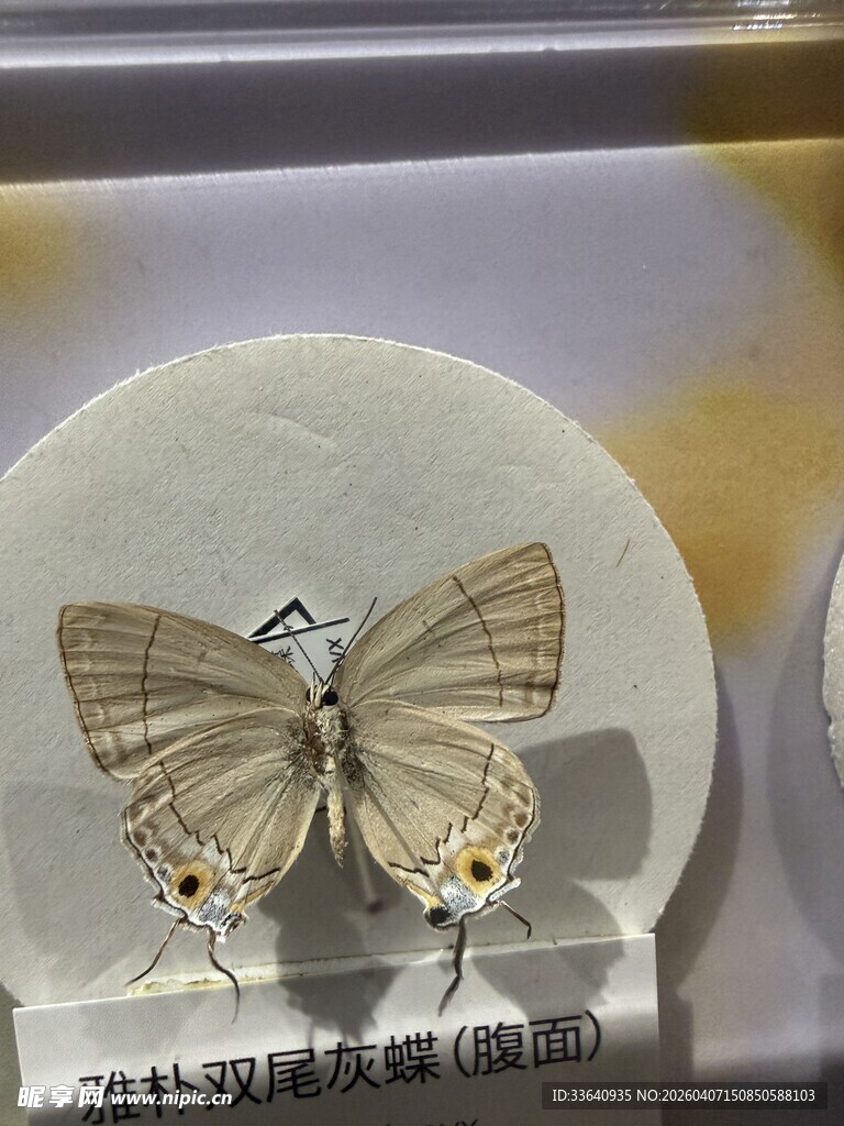 蝴蝶 标本 展示