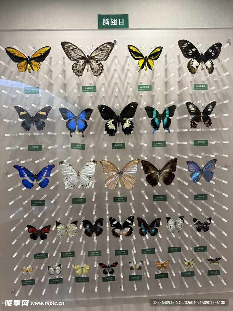 蝴蝶 标本 展示 昆虫