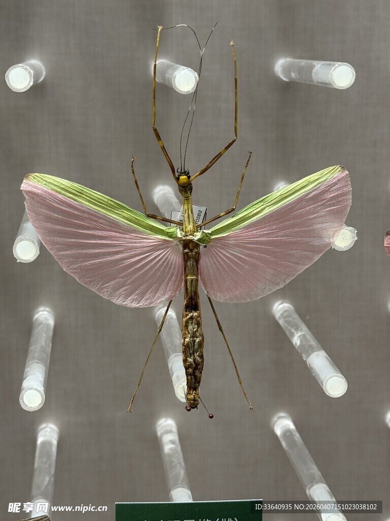 昆虫 标本 翅膀
