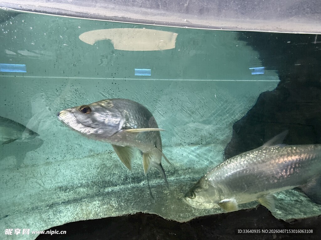 水族箱中的银色鱼类