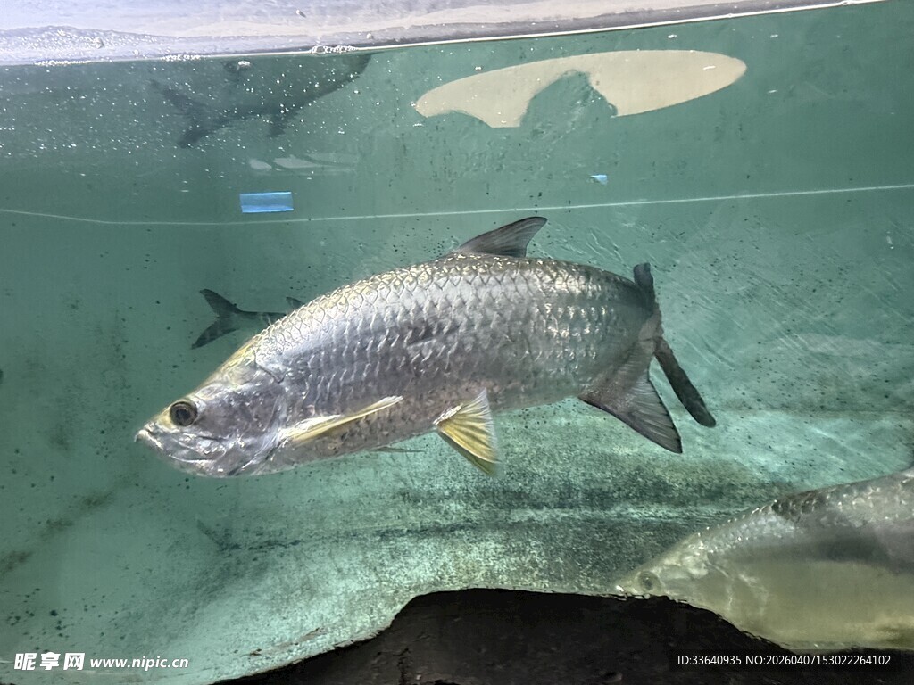 水族馆中的银色大鱼
