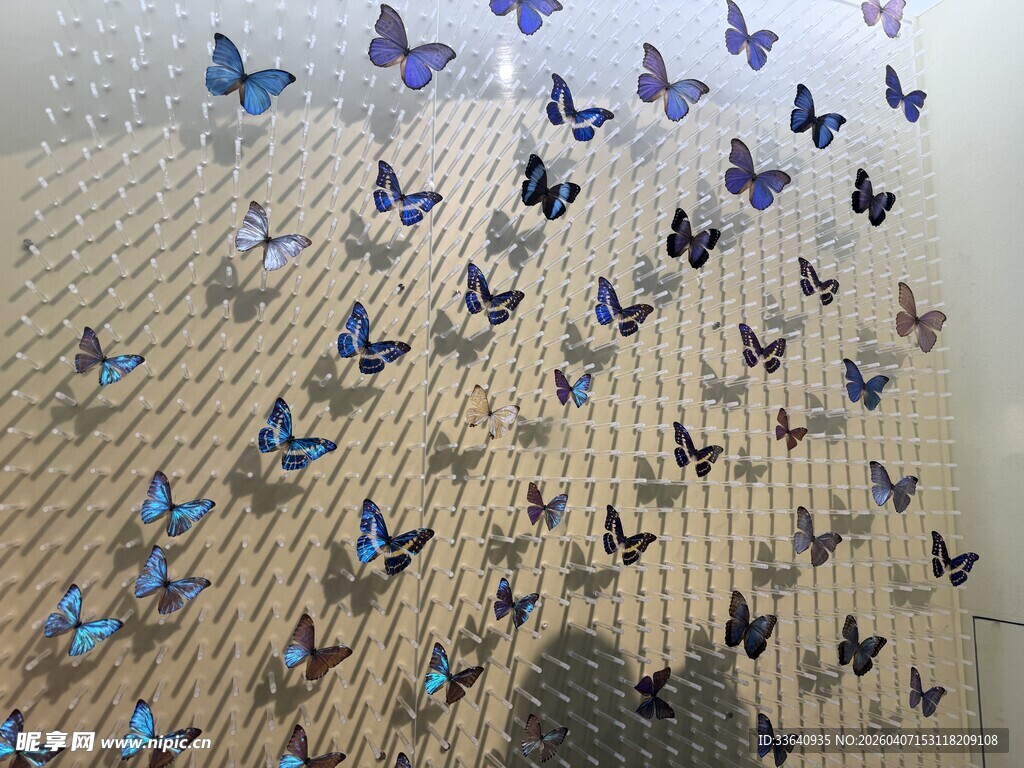 蝴蝶群聚墙面景观