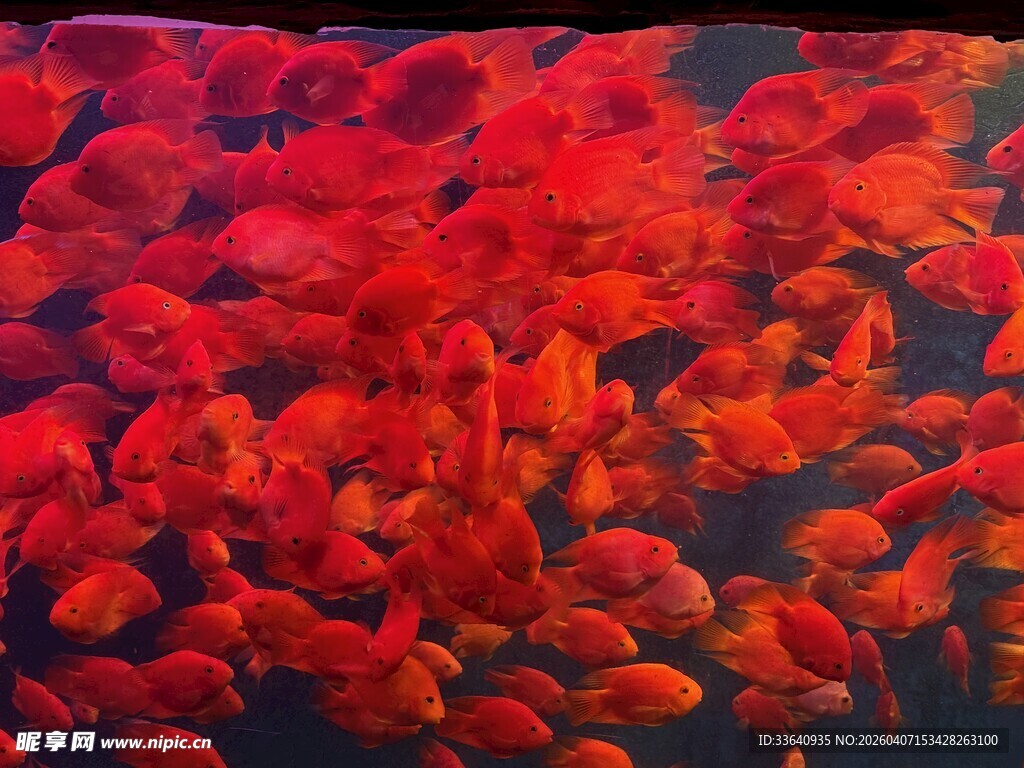 红色鱼群大聚集
