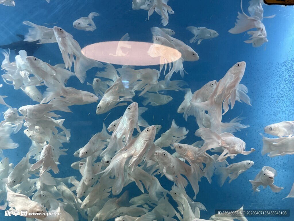 群鱼畅游的蓝色水下世界