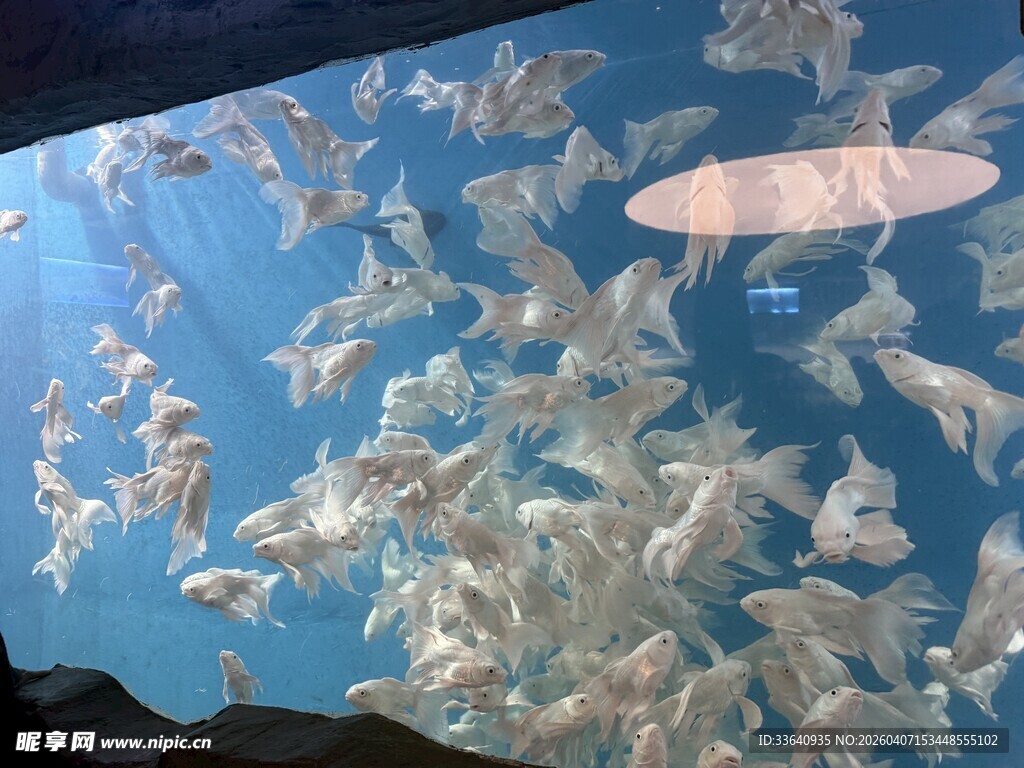 海洋中群游的灵动鱼类