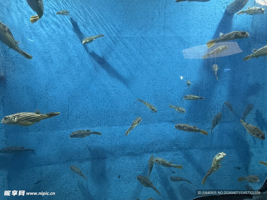 蓝色水族箱中的群游小鱼