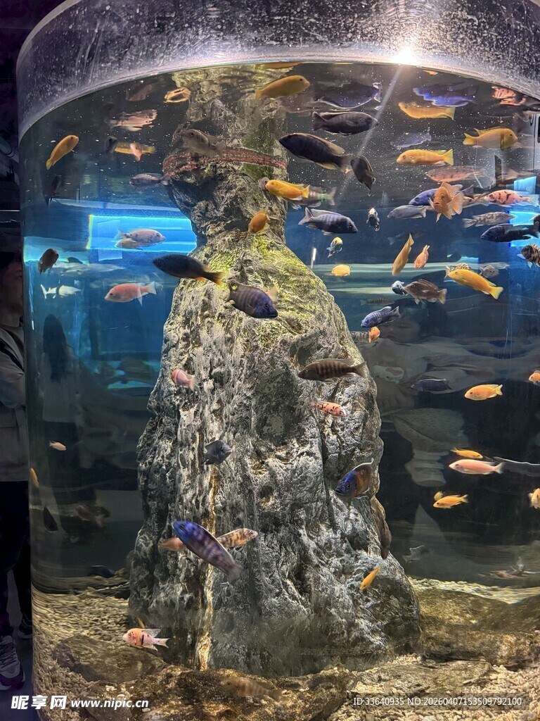 多彩水族箱内的灵动景象 鱼