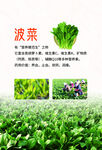 菠菜种植介绍
