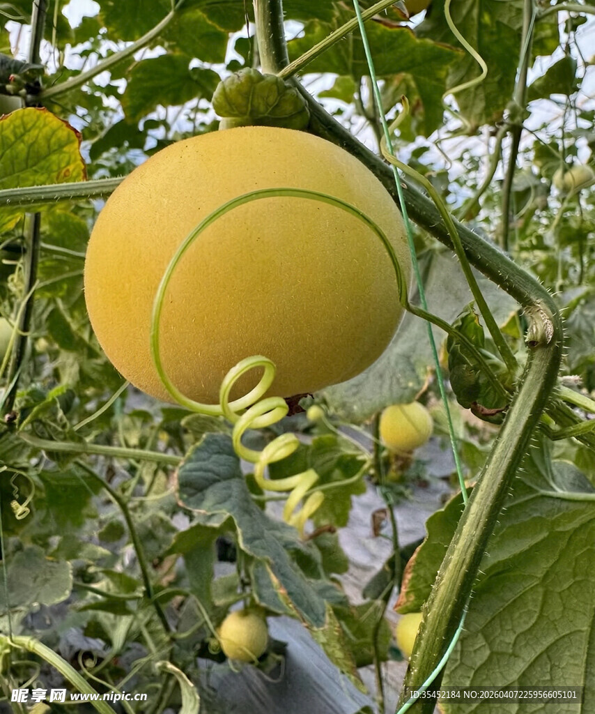 蜜瓜栽培