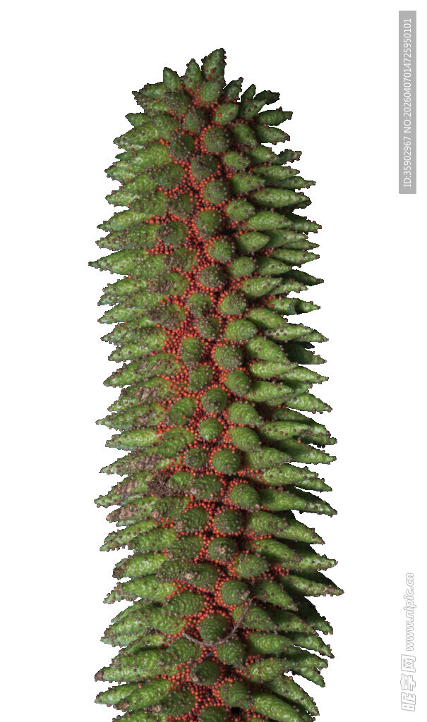 柱状绿植纹理独特的植物