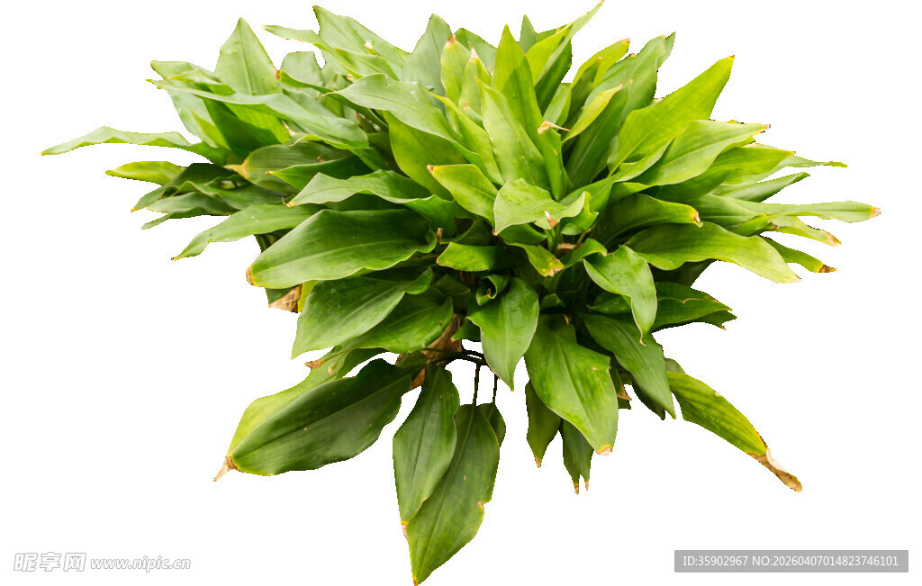 鲜绿茂盛的观叶植物