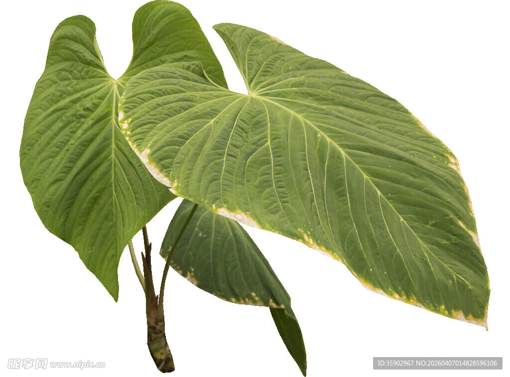 大型翠绿心形叶片植物