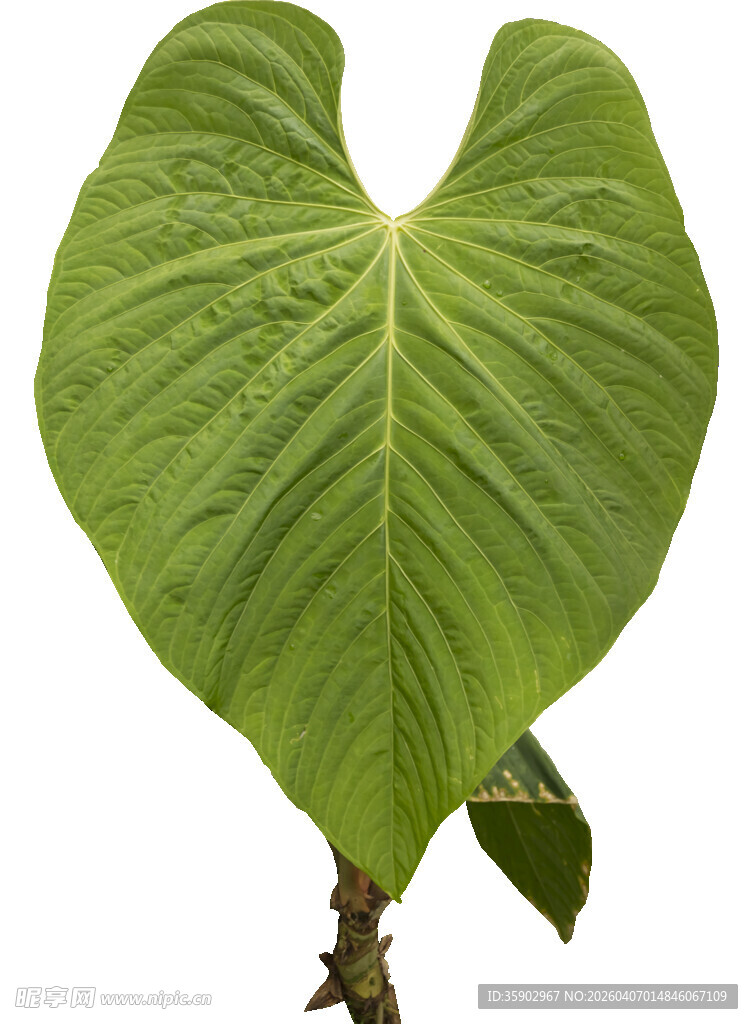 心形绿叶植物特写