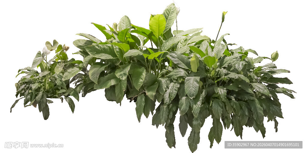 翠绿繁茂的室内绿植