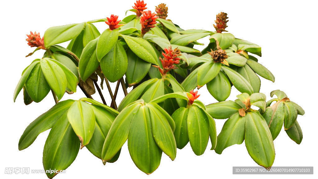 绿叶红果的植物景观