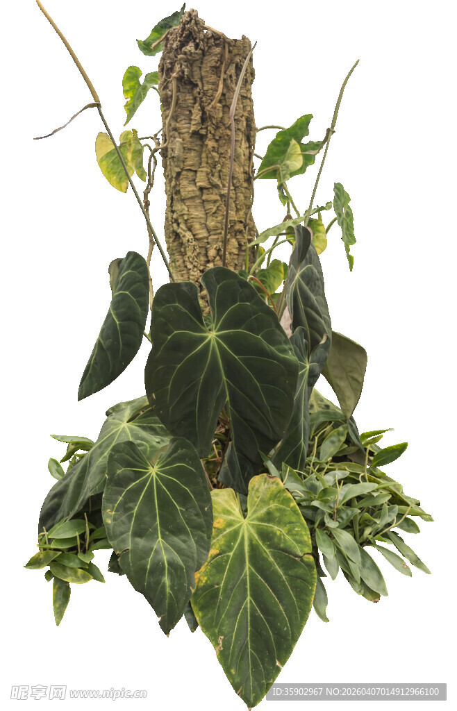 绿植组合独特的自然景观