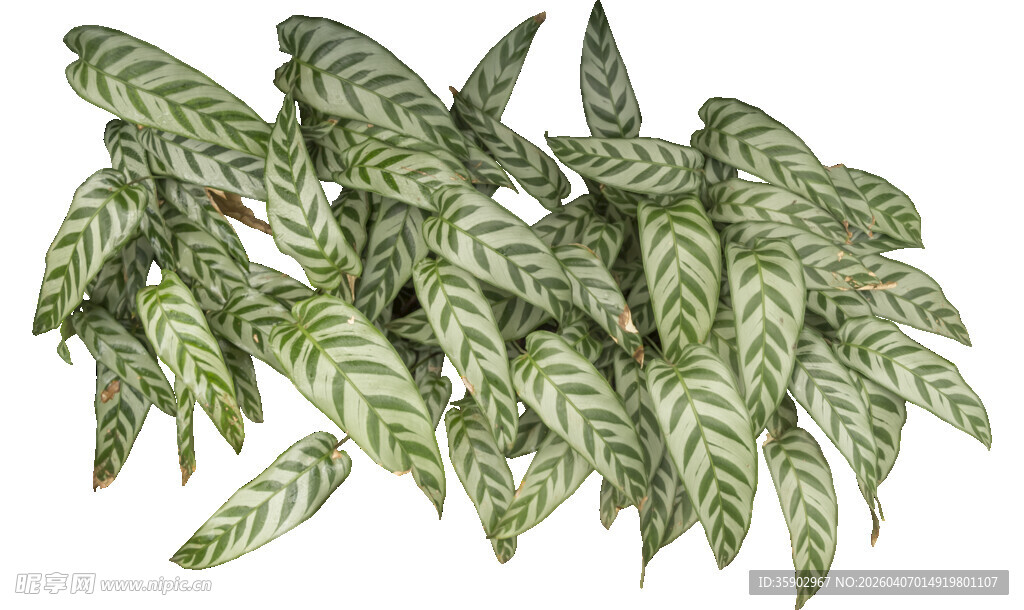 翠绿斑纹植物叶片特写