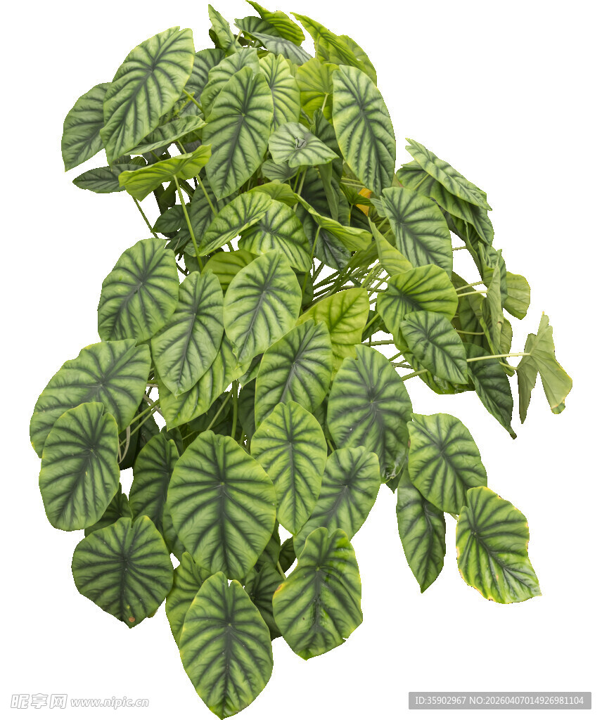 斑斓叶脉的美丽观叶植物